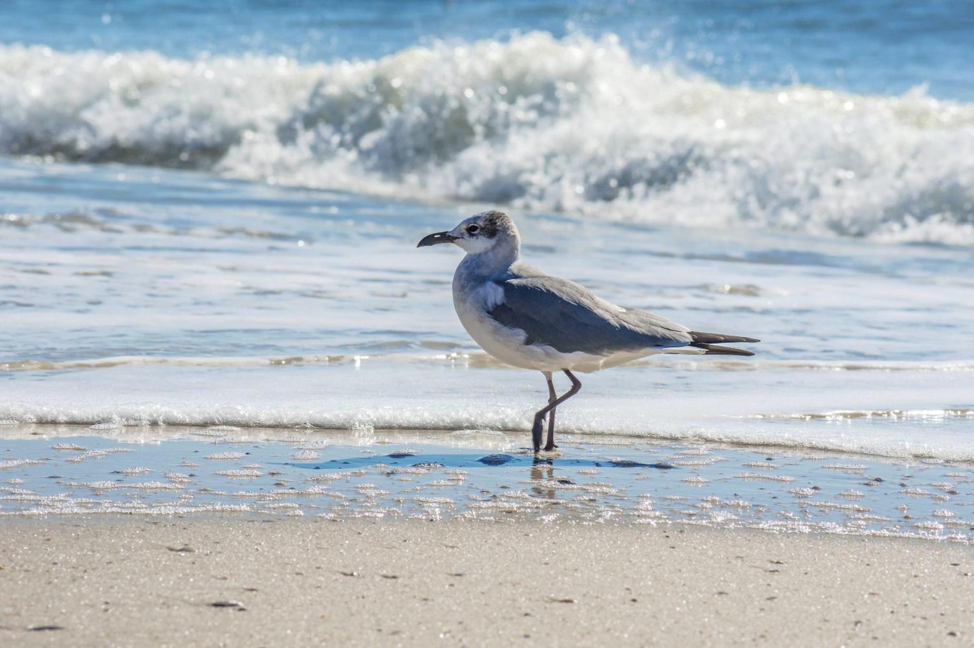 The Beach Is Only Steps Away Villa Gulf Shores Exterior foto